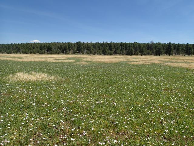 a field of noxious weeds