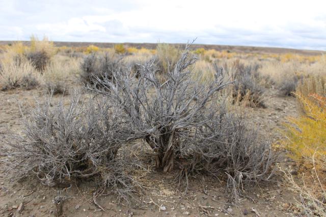 Sagebrush Mortality