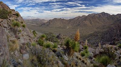 A desert mountain range with tall yellow plants in the foreground