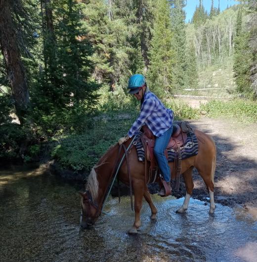 A brown horse gets a drink out of a creek while being ridden.