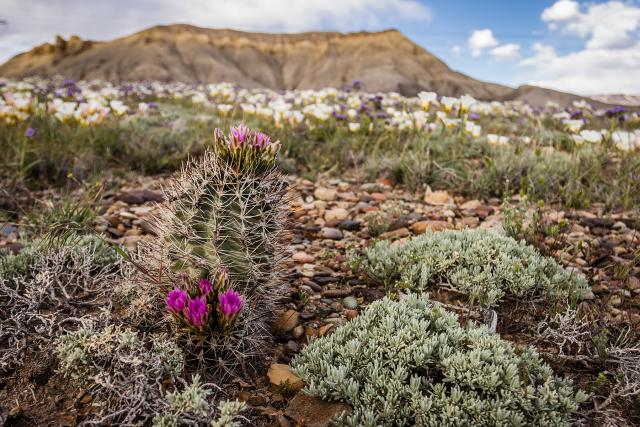 A Colorado hookless cactus growing among wildflowers and other plants..