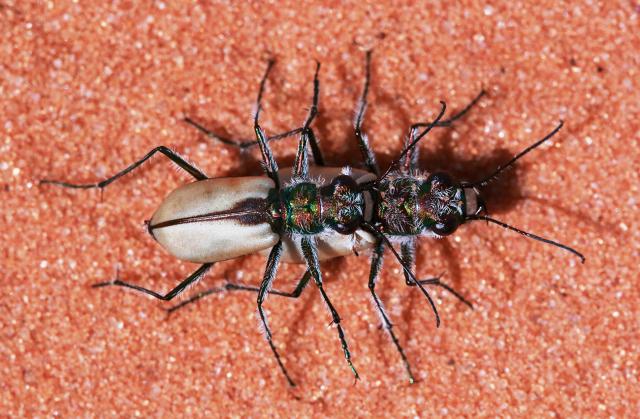 Two Coral Pink Sand Dunes tiger beetles mating.