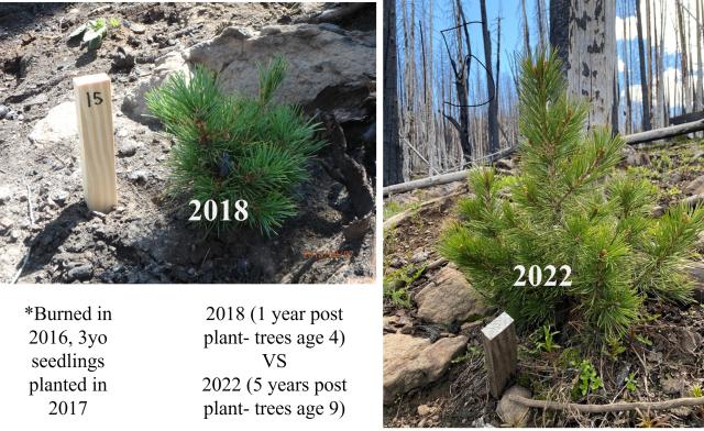photos show tree seedling growth over five years