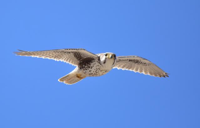 A prairie falcon, medium bird with a short curved beak, and white and mottled brown feathers, in flight