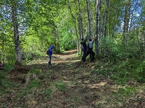 Community members from Shageluk and Holy Cross construct a soft release pen for bison in a forested area.