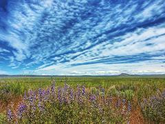 Landscape photo of wildflower bloom.