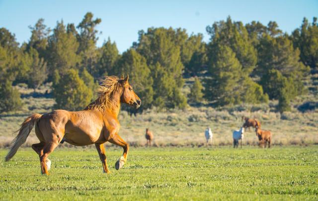 BLM plans gather of excess wild horses in Twin Peaks Herd