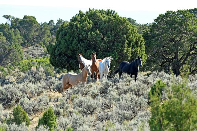 A diverse band of five wild horses gather around each other on the Little Book Cliffs Wild Horse Range Aug. 30, 2024.