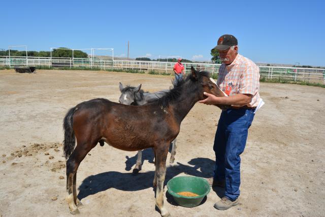 Man pets foal in pen. 