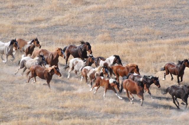 Wild horses running across the landscape - Aireal view. 