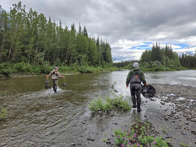 Researchers carrying wildlife traps