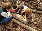 An adult and three kids look at a log. 