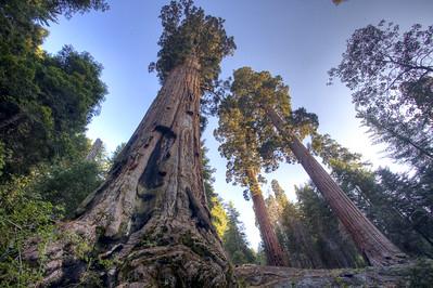 Tall trees stretch far into the sky