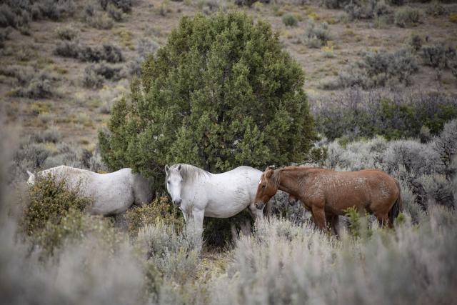 A band of wild horses in colors of light grey and sorrel stand in front of a tree in a field 
