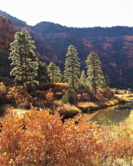 Below Box Elder along the Dolores River in Tres Rios Field Office, CO.