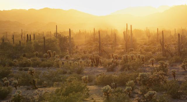 the sun sets over saguaro and cholla cactus