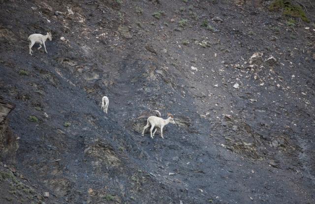 Three white Dall sheep of varying sizes graze on a steep slope of dark, loose rock with sparse patches of grass around them. Two sheep are facing right of the camera and the smallest one is facing away from the camera.  