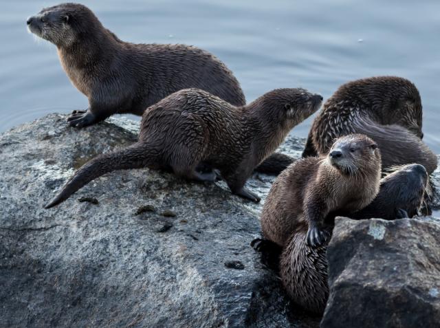 otters on a rock near a river