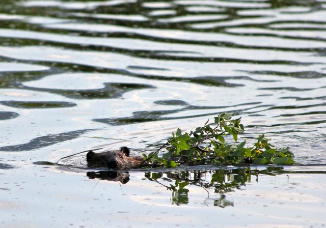 A beaver floats twigs across still water.