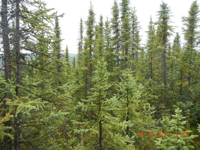 Stand of spruce trees in Alaska