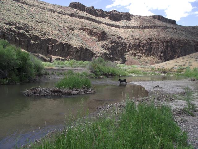 A dog in a river near a canyon