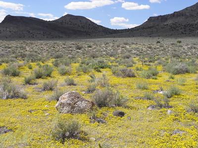 Field of yellow flowers and sagebrush and some mountains.