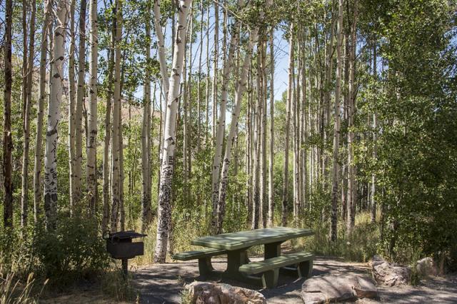 A concrete picnic table and grill surrounded by aspen trees