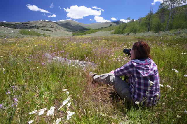 A photographer sits in a field of flowers