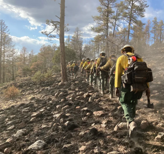 A line of people in green pants, yellow shirts, black backpacks, and hard hats walks through a burned forest.