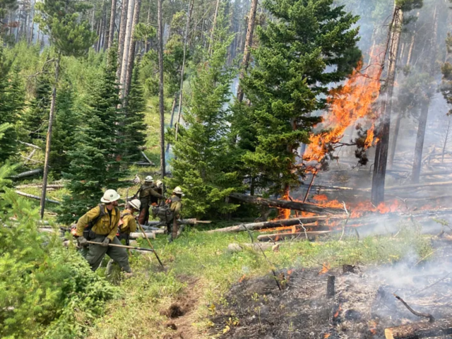 A group of people in yellow shirts and hardhats use hand tools along the edge of a burning forest stand.