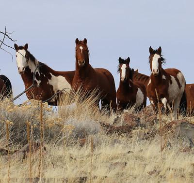A group of four brown wild horses in the high desert