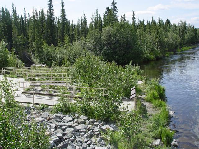 A photo showing several concrete fishing ramps fanned out next to a river in a heavily vegetated area in Alaska. Each ramp has a metal pole fence on either side for safety.