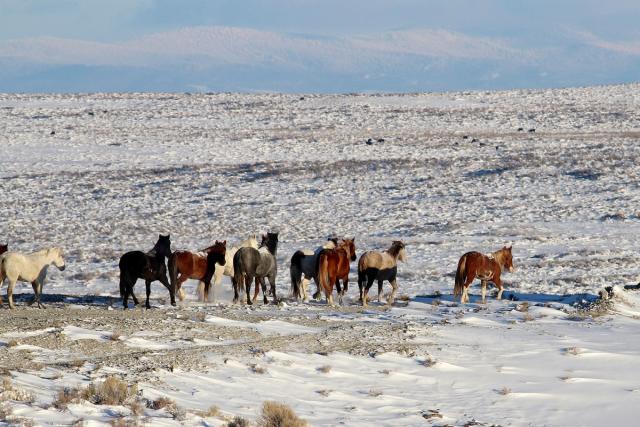 Wild horses on land in WY Adobe Town Salt Wells HMA