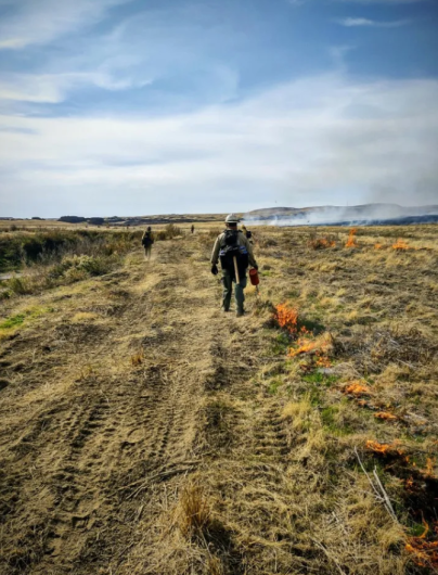 A person in a hard hat and black backpack ignites fire on open grassland with a driptorch