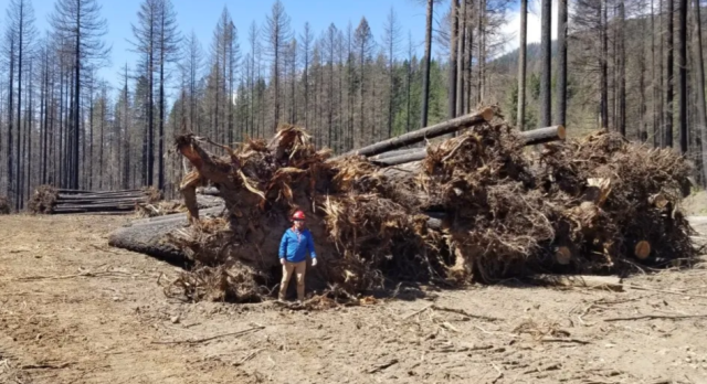 A person in a hard hat stands in front of gigantic trees lying on their sides with the roots intact