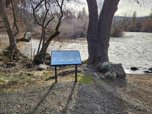 A photo showing a slanted blue interpretive sign with fish on it at waist height by a riverbank. Three trees and scattered boulders are on the bank. At the right edge of the photo is a flat area next to the water providing accessible fishing opportunities.