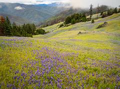 Wild flowers in a meadow. 