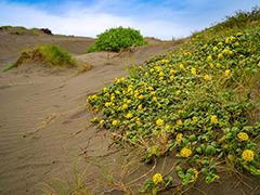 Wildflowers on sand dunes.