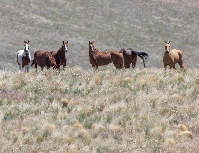 Horses standing on a hillside