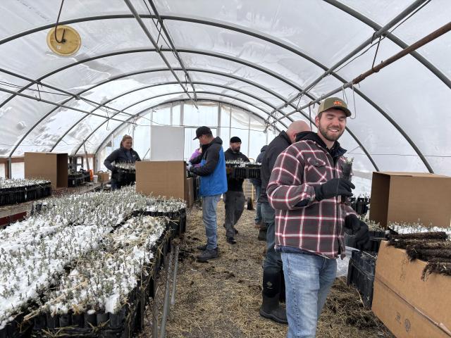 People pack sagebrush seedlings into boxes in a greenhouse.