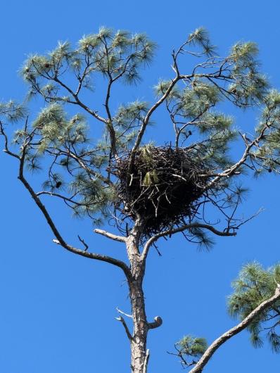 A bald eagle nest on a longleaf pine tree