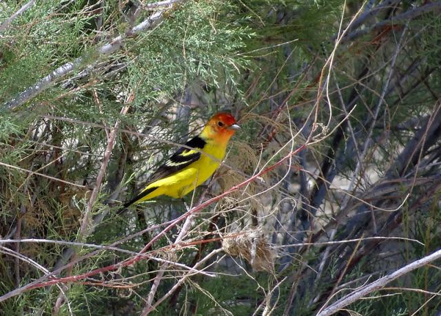 yellow and red bird called a Western Tanager In Tamarisk at Wahweap River. Credit BLM Utah, Web Staley.