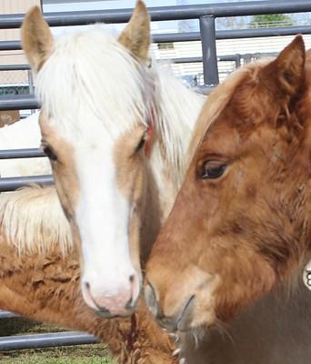 The muzzles of a white and a brown horse