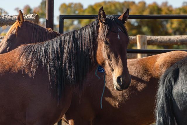 BLM-WY-DeerwoodAdoption2024