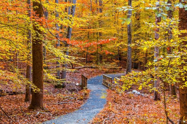 A trail winds through trees of yellow and orange in the fall.