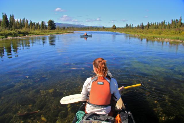 A river scene with a canoer in the forefront, staring down at the water and wearing an orange lifejacket. The surface of the river reflects blue sky, but closer to the camera, the water is clear enough to see the river bottom and brightly colored salmon swimming ahead of the canoe. Further down the river is another canoe, and each side of the river is bracketed by green vegetation. A mountain range is visible in the distance.
