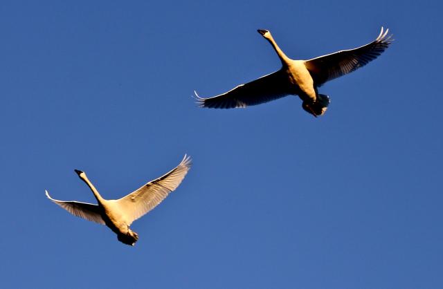 Two swans fly beside each other with their necks and wings outstretched. The sunlight makes them look yellowish, and behind them, the sky is a deep blue.