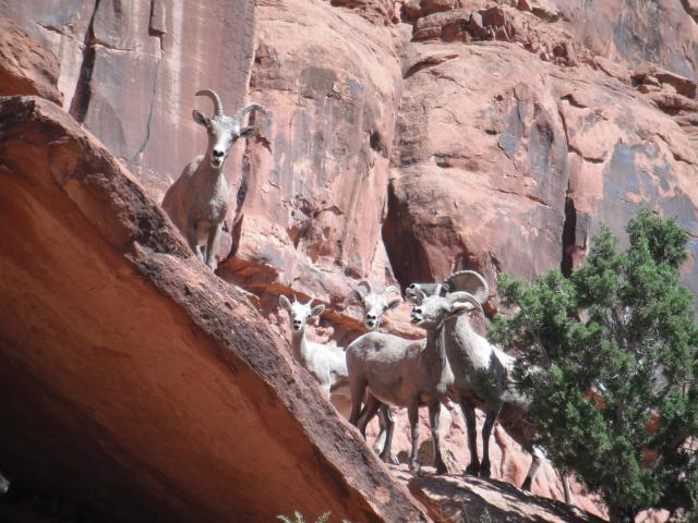 A two big horn sheep graze in a canyon.