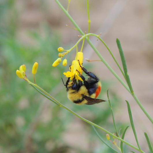 A bee gathers nectar from a yellow wildflower in Table Mountain, WY. 