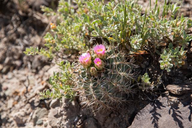 Pink flowers grow from the top of a small cactus next to a small bush and rocks